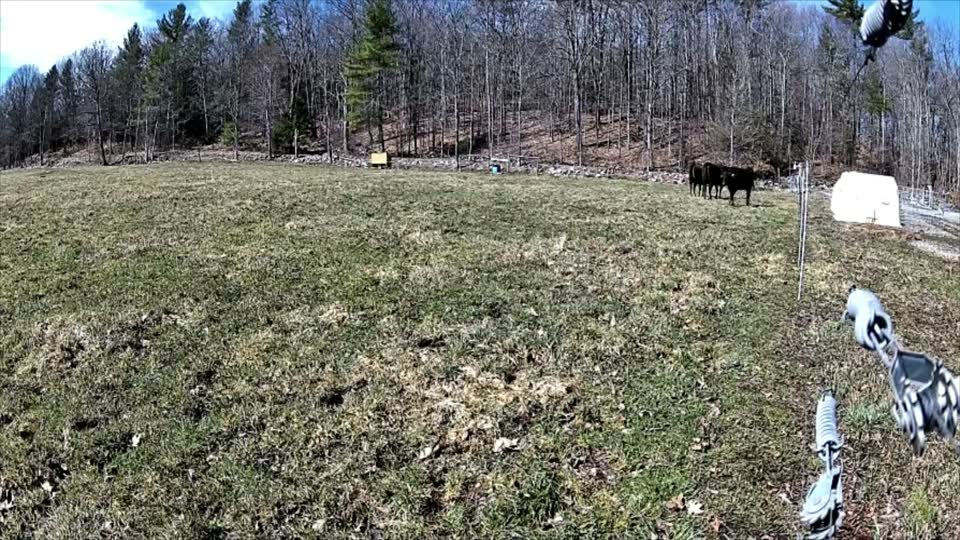 Cattle being guided by a virtual fence